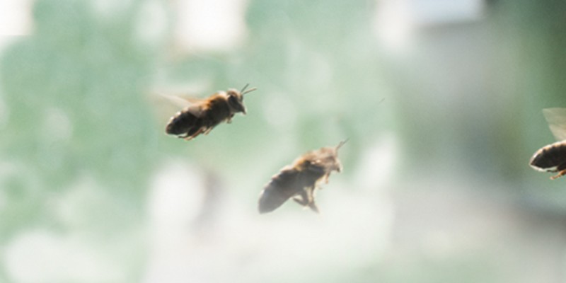 Bienenfutter ambrosia® Kontakt Links